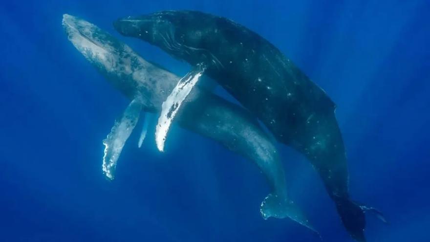Fotografían por primera vez a dos ballenas macho apareándose