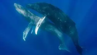 Fotografían por primera vez a dos ballenas macho copulando