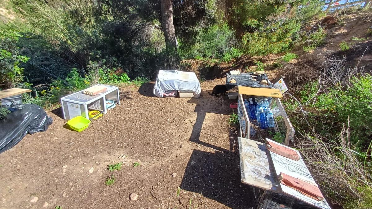 Una de las 60 colonias felinas que hay en el litoral oriolano