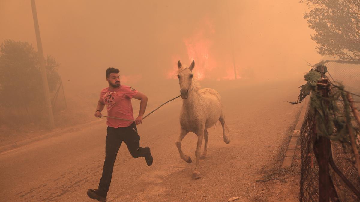 Un home rescata un cavall en una zona afectada pels nous incendis declarats a Grècia