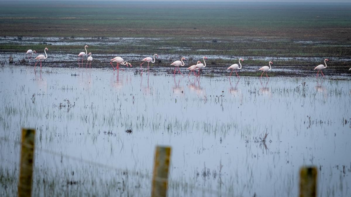 Laguna del Espacio Natural de Doñana, en el término municipal de Hinojos (en Huelva), tras las abundantes lluvias del mes pasado mes de marzo.