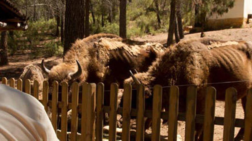 La Fiscalía imputa al director de la reserva por la muerte por inanición de los bisontes