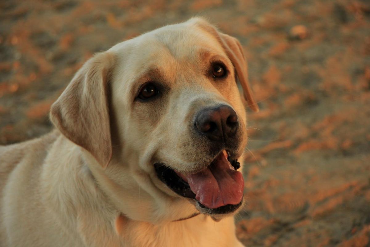 Labrador Retriever.