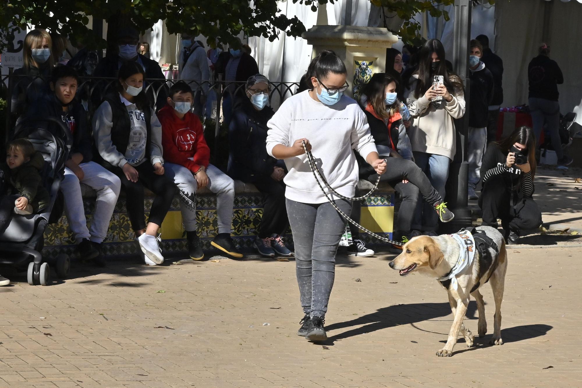 Primera jornada del VI Festival de la Adopción de Castelló