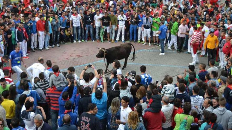 El animal descansa en la argolla de la plaza de la Madera, rodeado de multitud de gente.