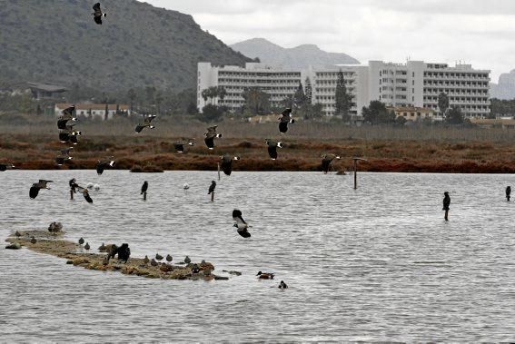 Das Naturschutzgebiet S'Albufera wird 30 Jahre alt - und steckt in einer tiefen Krise. Umweltschützer schlagen Alarm, die Politik bleibt weitgehend untätig.