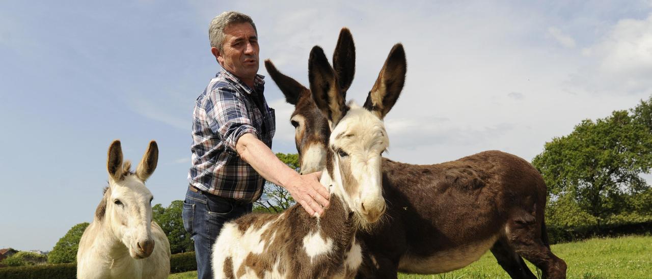 El veterinario Manuel Barros junto a &quot;Sálvora&quot; y otros burros de su propiedad, en Siador.