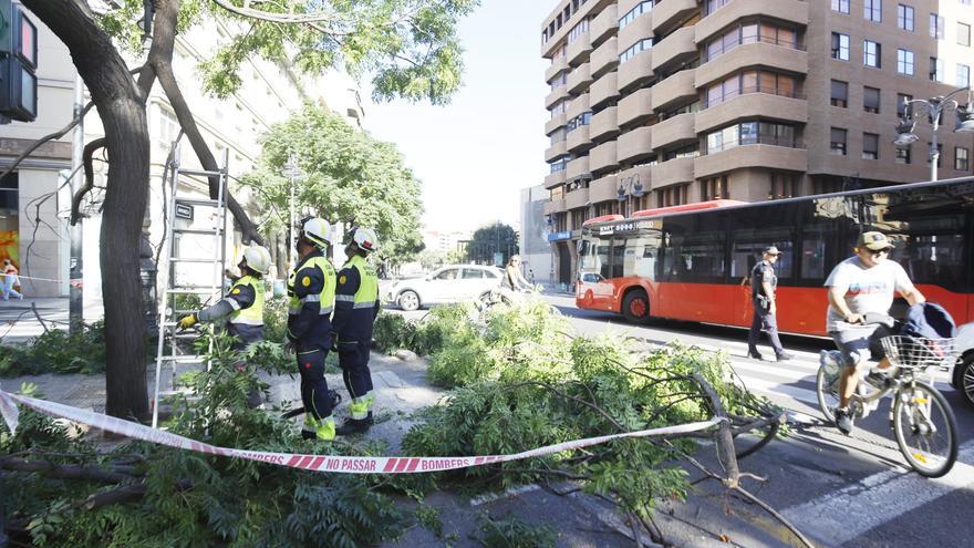 La caída de otro árbol en Guillem de Castro dispara las críticas por la falta de poda y mantenimiento