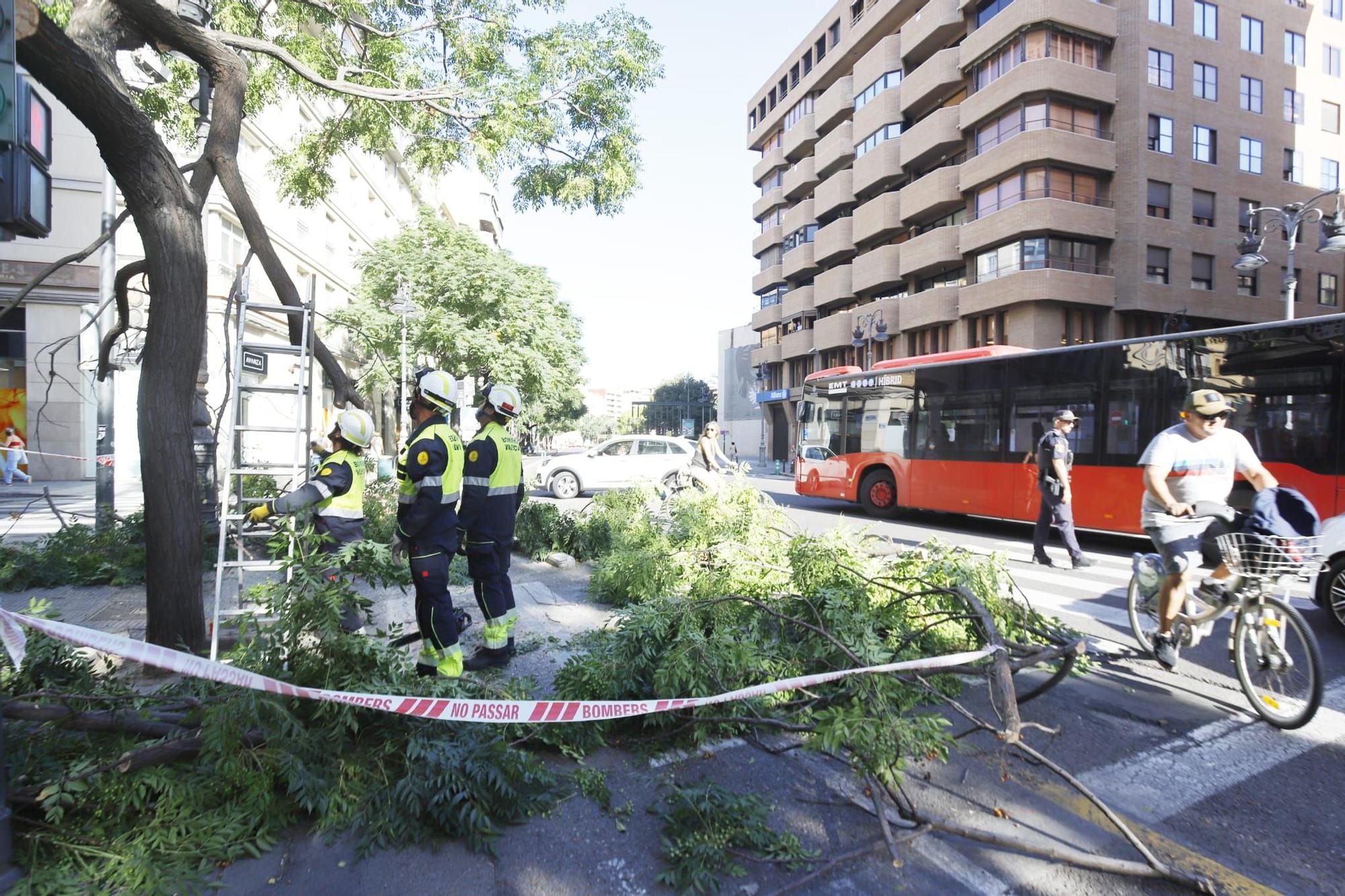 Cae la rama de un árbol junto a la plaza San Agustín de València