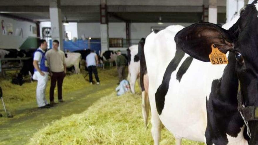 Una vaca frisona en una subasta.