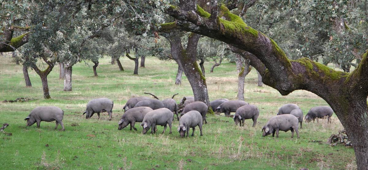 Inauguracion Feria del Jamon Iberico de Los Pedroches en Villanueva de Cordoba