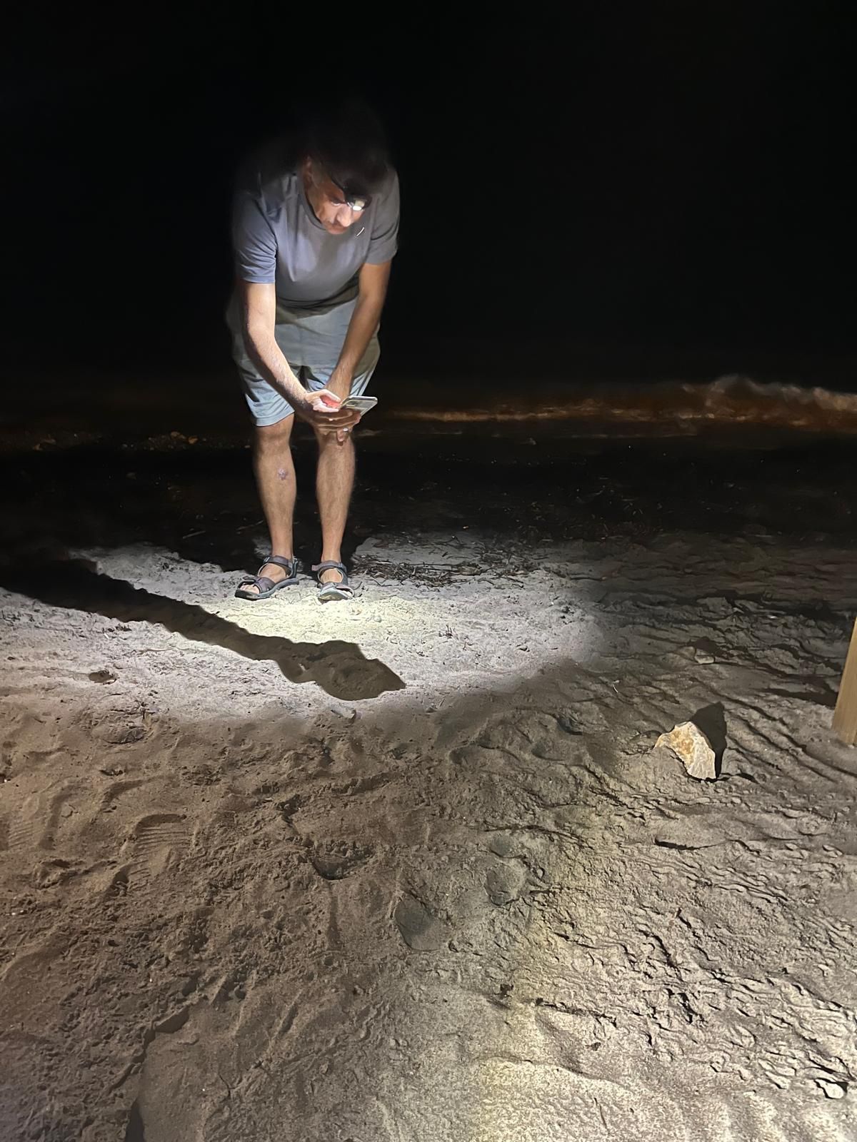 El milagro de la vida en una playa de Dénia: las imágenes del nacimiento de 98 tortugas