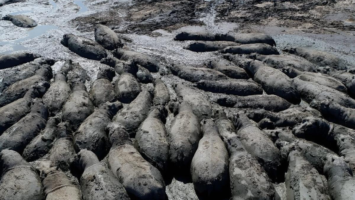 Una manada de hipopótamos atrapada en el barro en Botswana