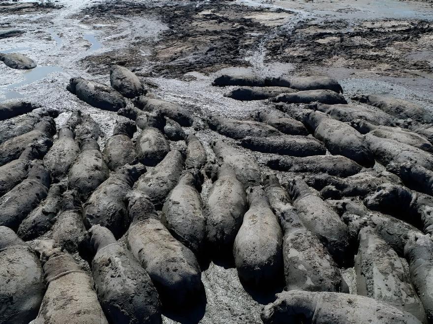 Manadas enteras de hipopótamos quedan atrapadas en el barro por la sequía en África