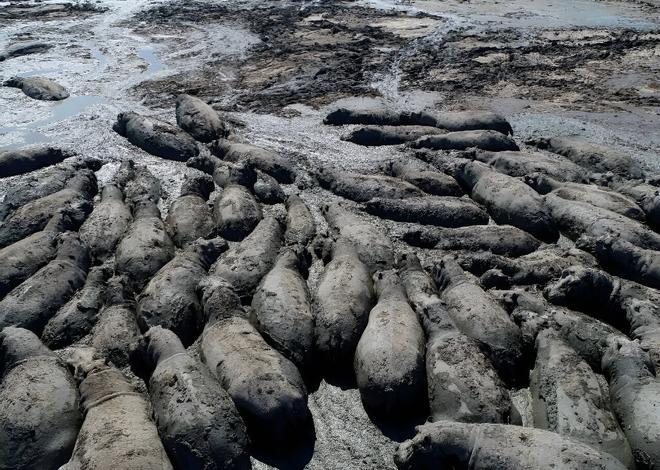 Una manada de hipopótamos atrapada en el barro en Botswana