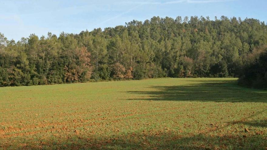 El paratge del Puig d&#039;en Font, on s&#039;havia de construir la urbanització amb 85 cases, en una imatge d&#039;arxiu · Aniol Resclosa