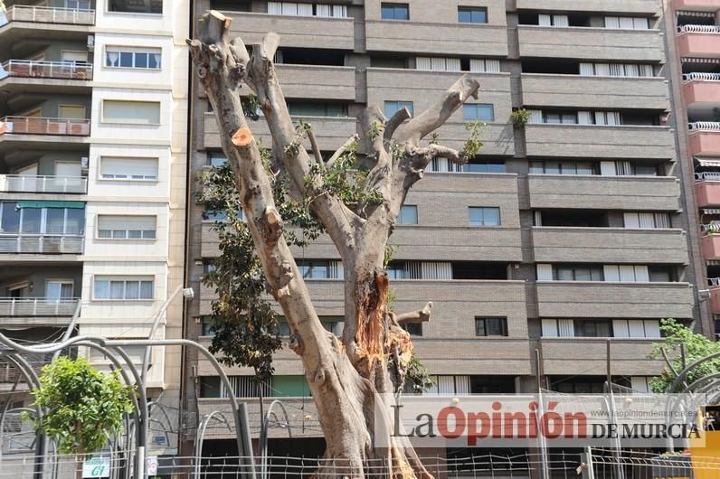 El estado final del ficus de Santo Domingo