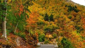 Colores otoñales en el Montseny.