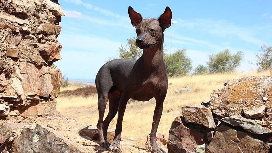El perro sin pelo del Perú, una raza de gran inteligencia y afecto