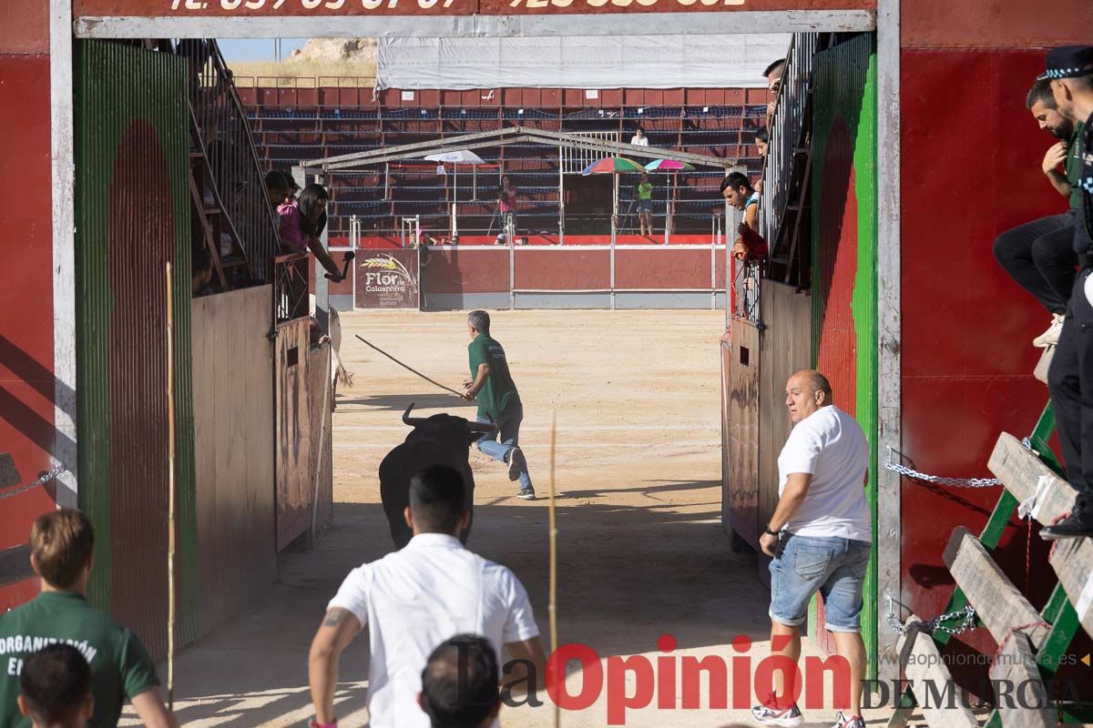 Sexto encierro de la Feria del Arroz de Calasparra