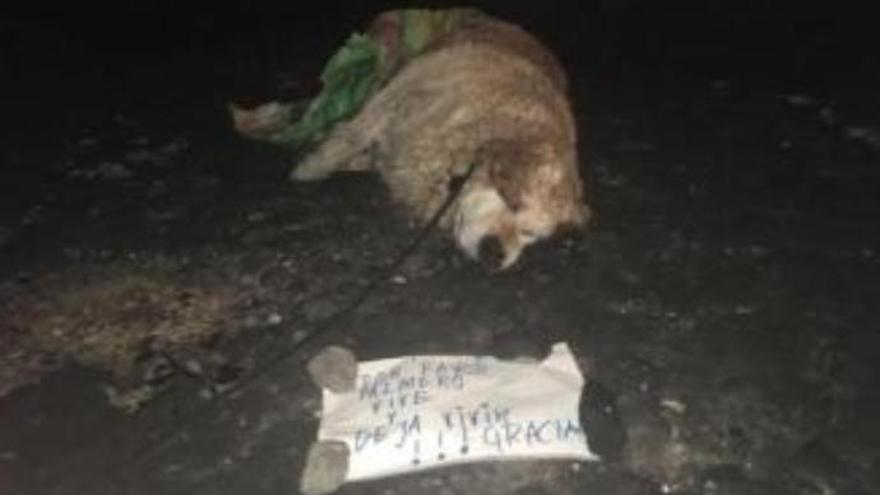 Hallan a un perro muerto y atado junto a un cartel con un mensaje