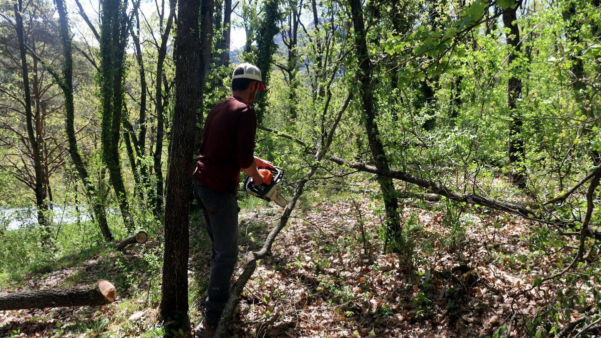 Una persona treballant en un bosc de la Vall de Lord