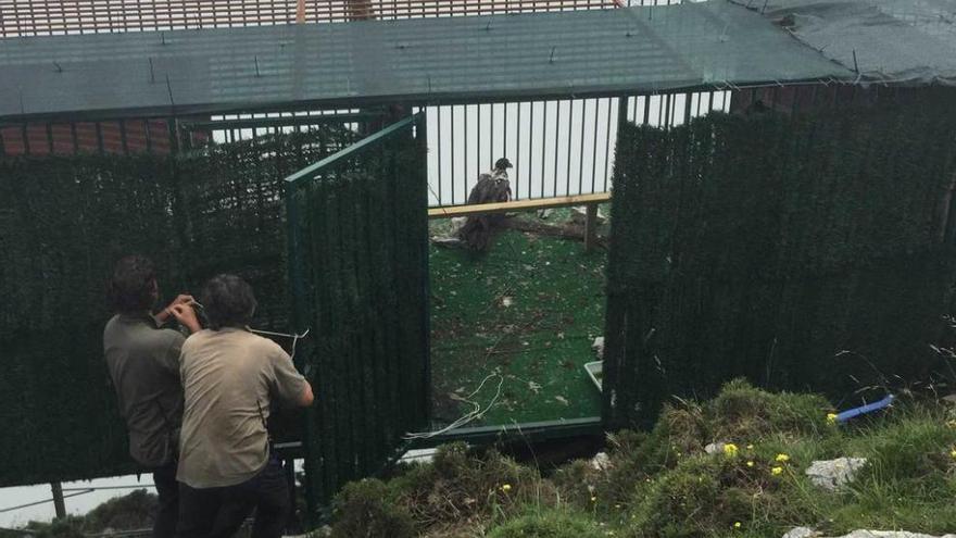 Miembros de la FCQ, soltando a los quebrantahuesos en el Picu Llucia ayer.