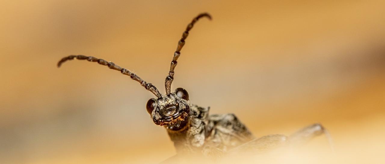 Los insectos figuran entre los olvidados de la sexta gran extinción de especies.