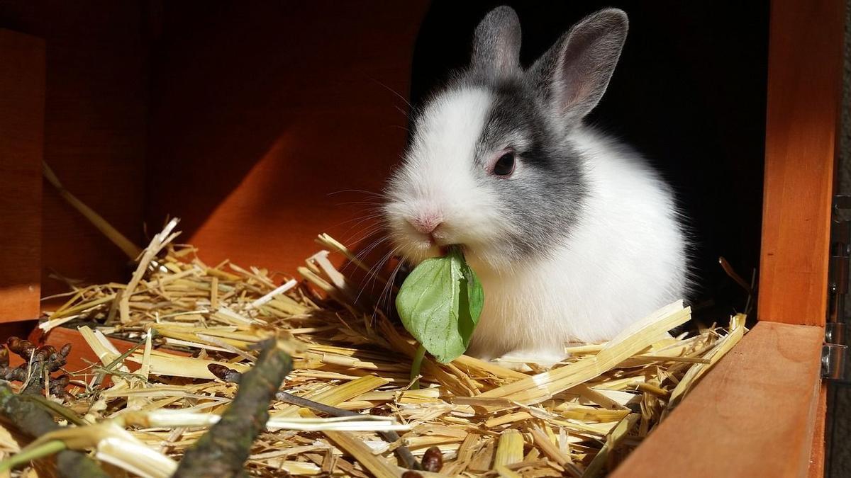 No deben alimentarse solo con pienso.