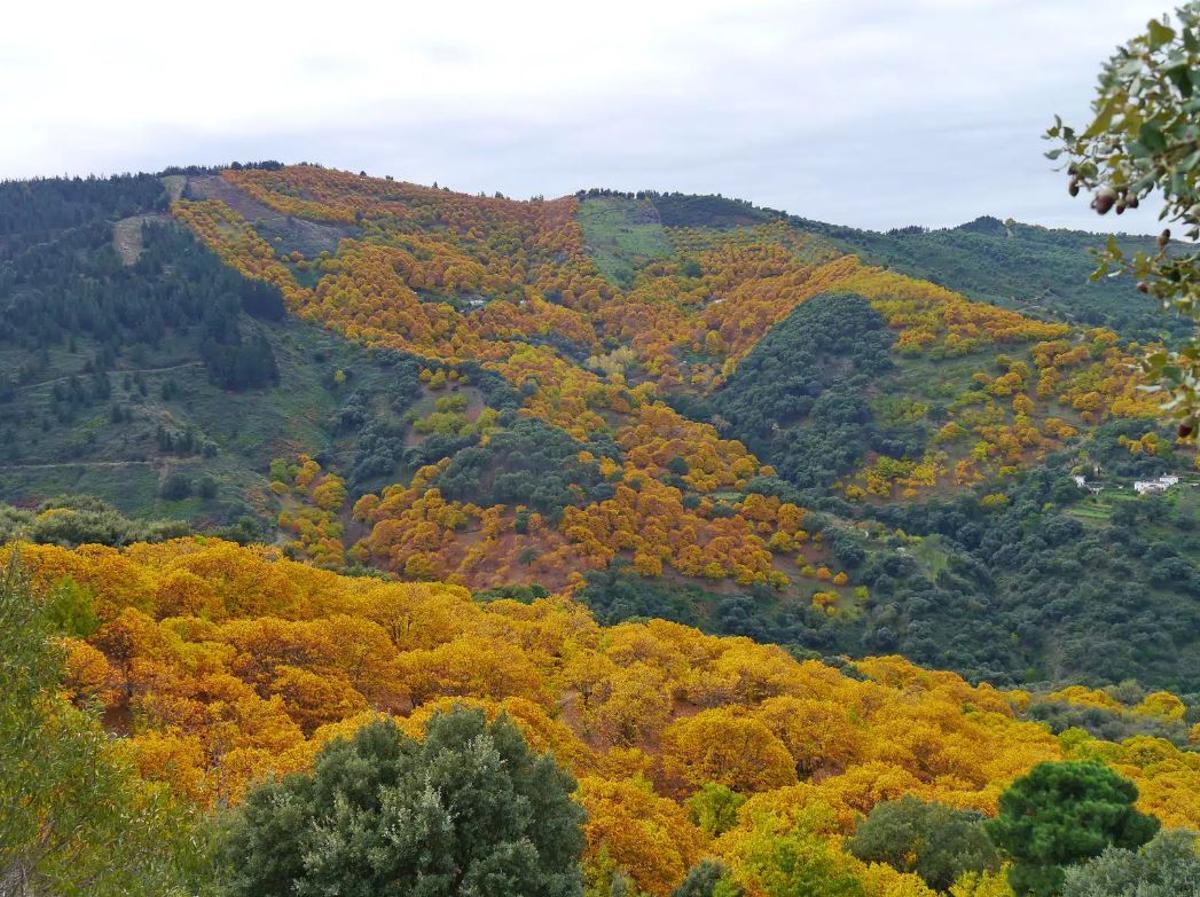 Pujerra celebra este fin de semana su tradicional Fiesta de la Castaña: con degustaciones, actuaciones y pasacalles