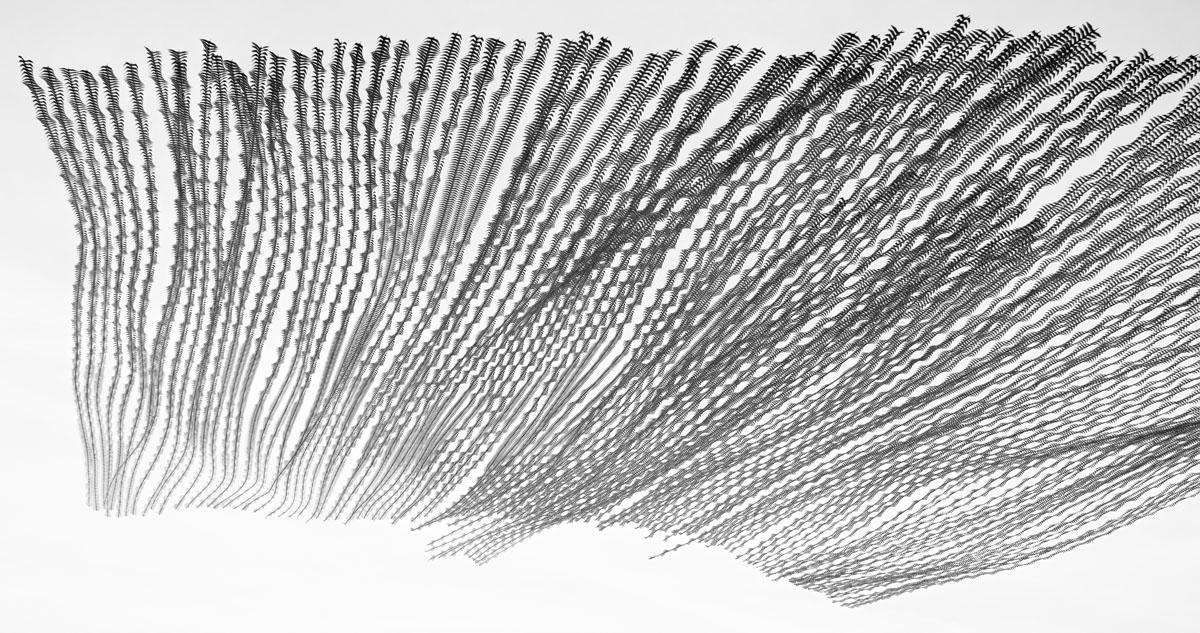 Ornithography #189, Plegadis falcinellus, Capó reial, Delta del Ebre, 2021