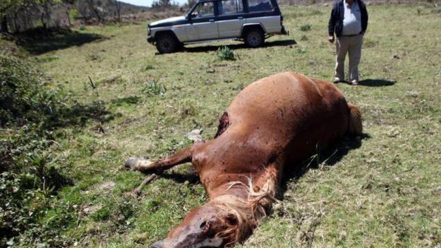 Un reciente ataque de lobo en el Concello de A Estrada.  // Bernabé/Luismy