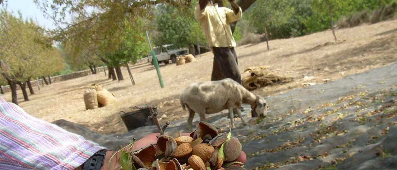 &quot;Ja es comencen a collir ametlles i maduren les figues agostenques&quot;.