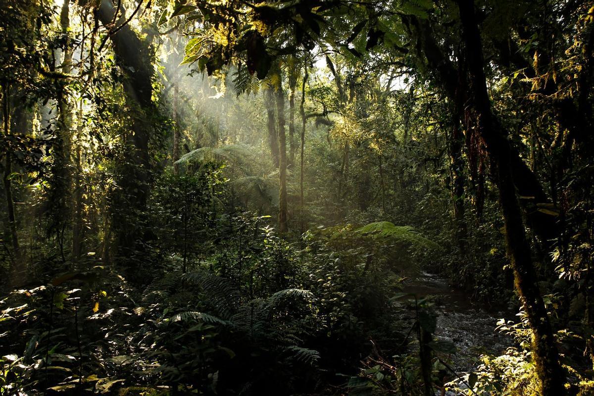 Selva Impenetrable de Bwindi