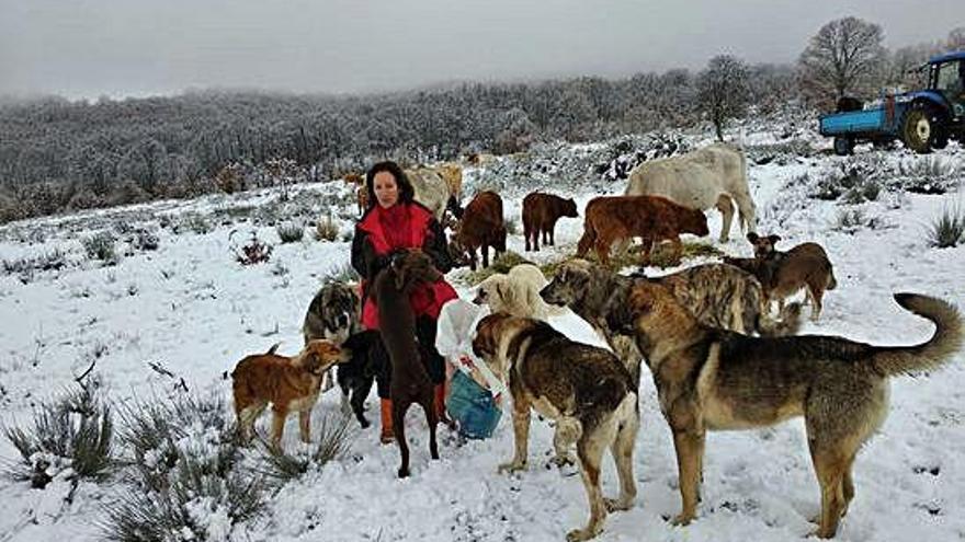 La ganadera de Cerdillo, Luisa Tábara, da de comer a los mastines que guardan su ganado de vacuno.