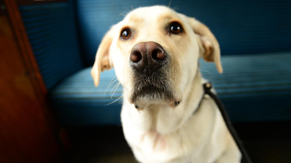 ¿Pueden viajar las mascotas en el AVE? Así está ahora la normativa