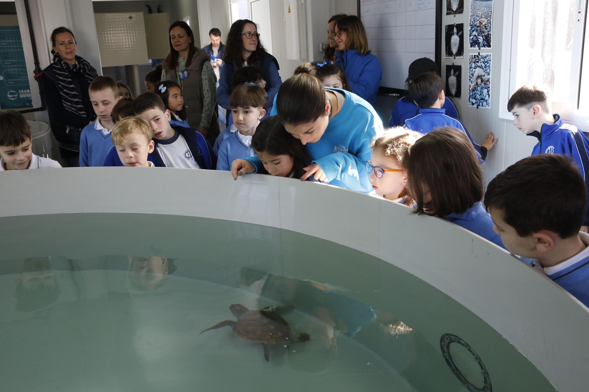 En imágenes: El Acuario de Gijón estrena su nuevo centro de apoyo a la red de varamientos del Principado