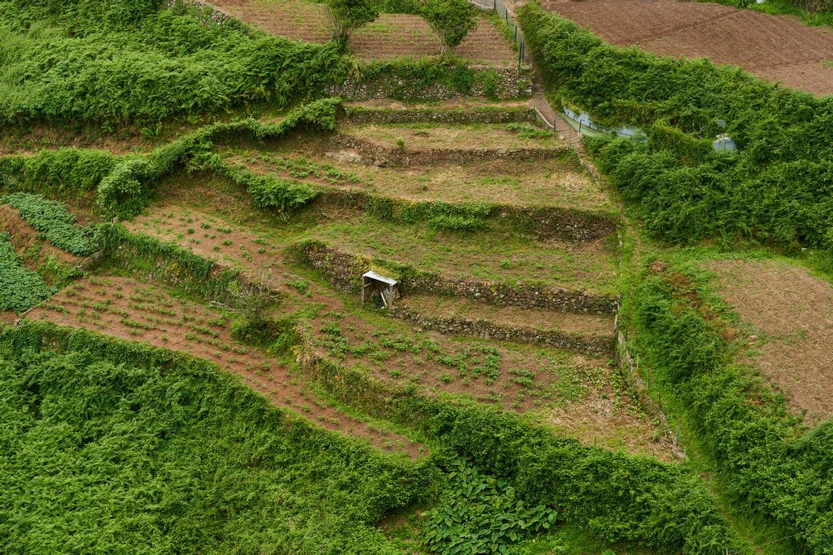 Terrazas de patatas en la ladera de Anaga
