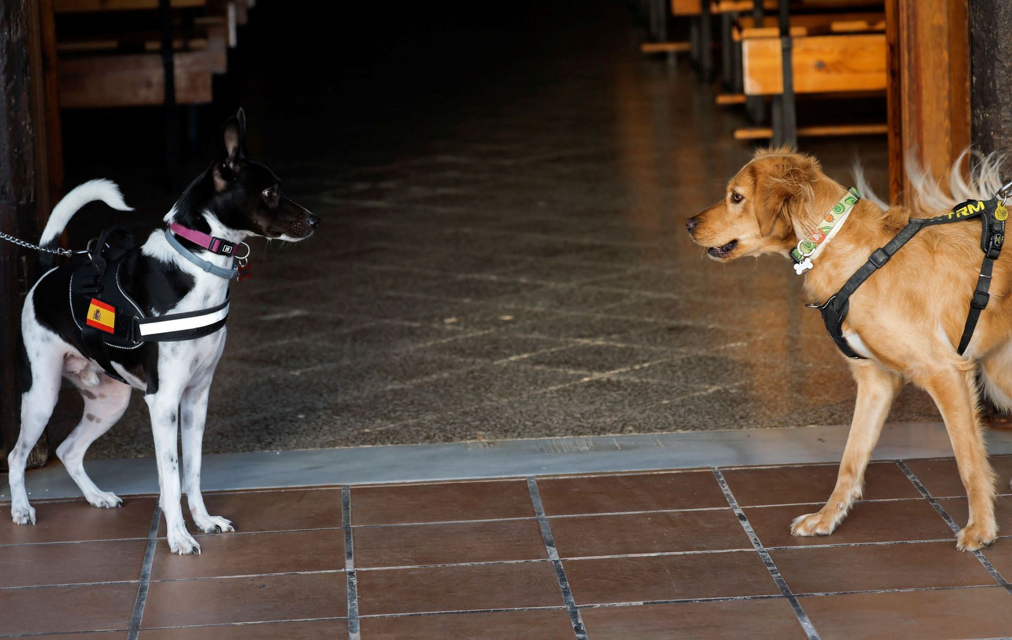 Bendición de animales en la iglesia de San Antonio Abad, en Churriana