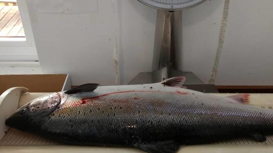 Decomisado un salmón de 5,6 kilos en el Cares