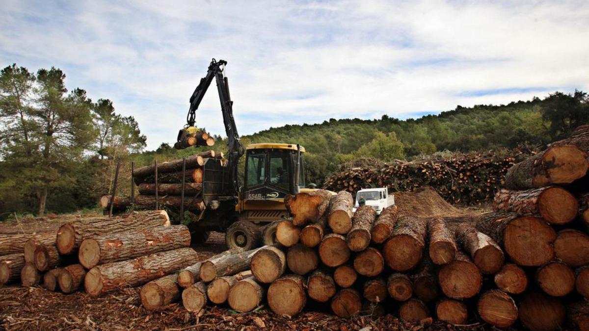 Una màquina movent troncs acabats de tallar | RICARD CUGAT