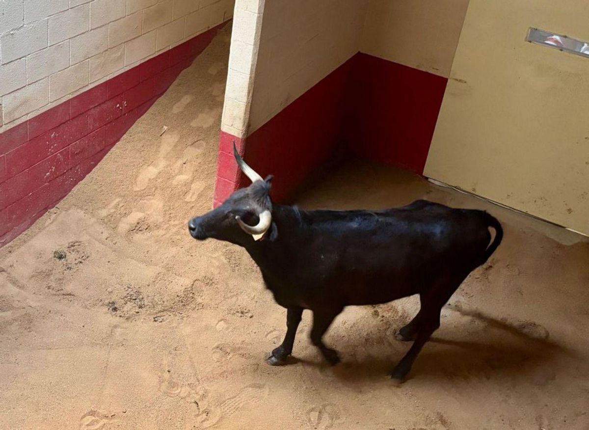 El Torito del Alba, Rompeolas.