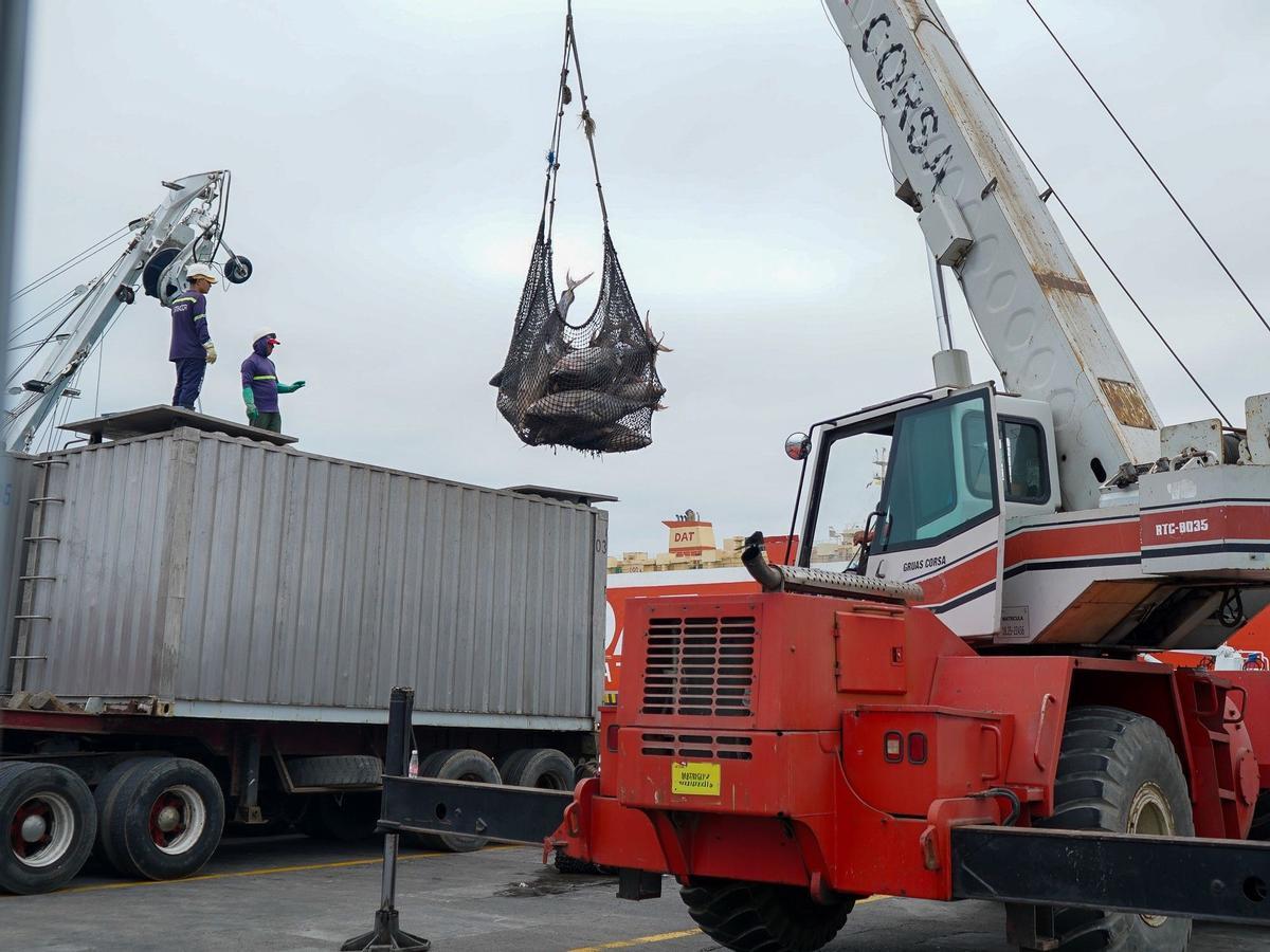 Descarga de atún en un puerto de Ecuador