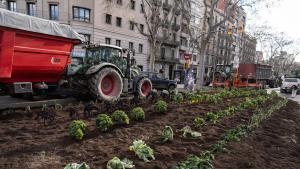 Huerto improvisado ante la sede de la Conselleria dAgricultura, en la Gran Via de Barcelona, durante una de las protestas protagonizadas este año por el sector.