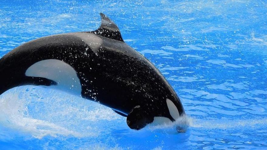 Investigadors de la UdG constaten que les orques tenen trets de personalitat com els humans