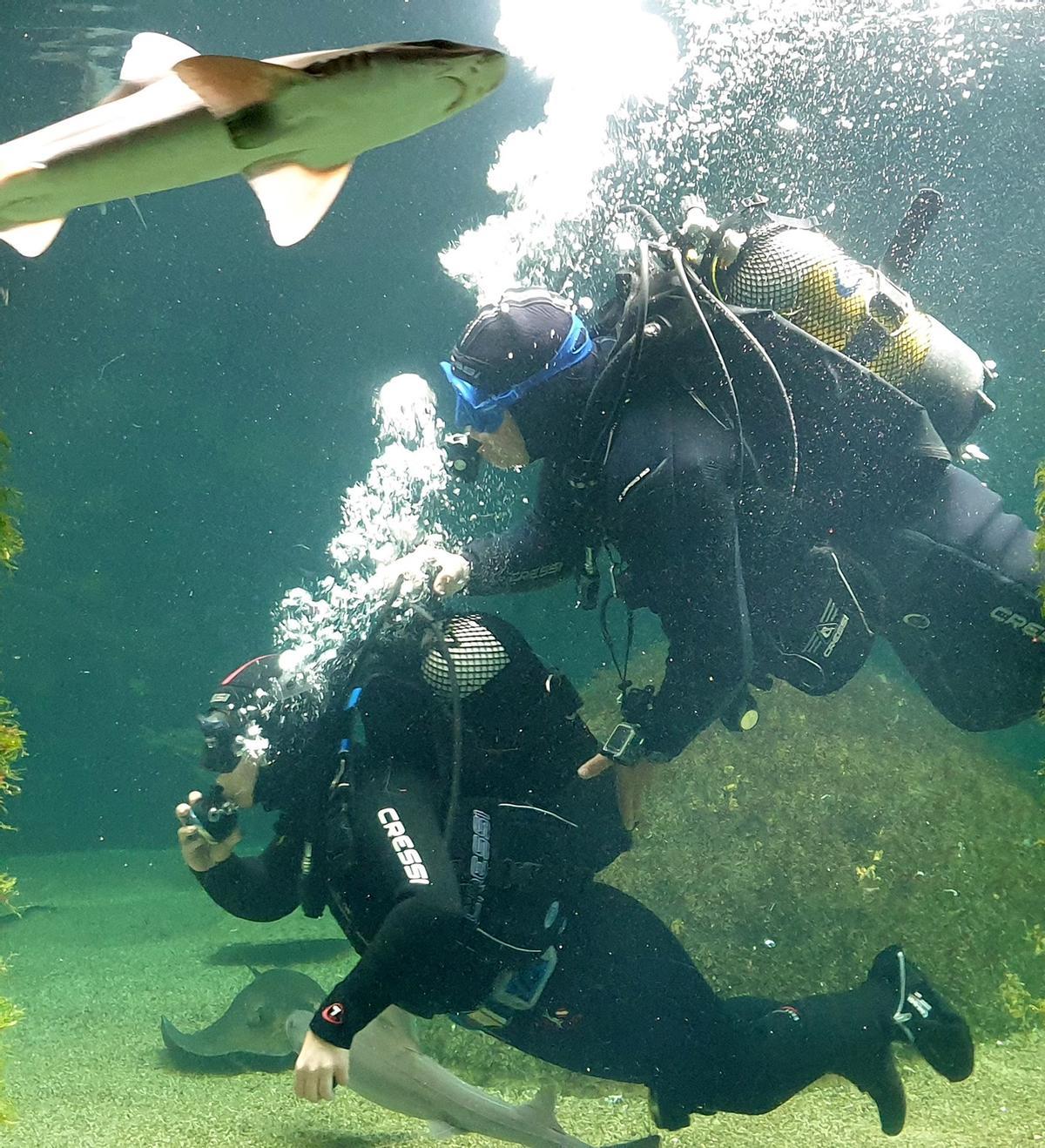 En el “Oceanario” es posible nadar rodeado de tiburones.   | //  ACUARIO O GROVE