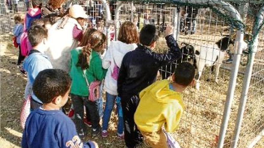 Un grup d&#039;escolars observant una gàbia amb animals a la fira de Sant Martirià de Banyoles.