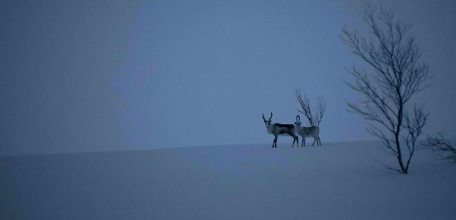 Una pareja de renos camina en las tierras altas de la región de Finnmark, en el norte de Noruega, el 13 de enero de 2020, antes de una expedición de 130 días prevista para finales de febrero.