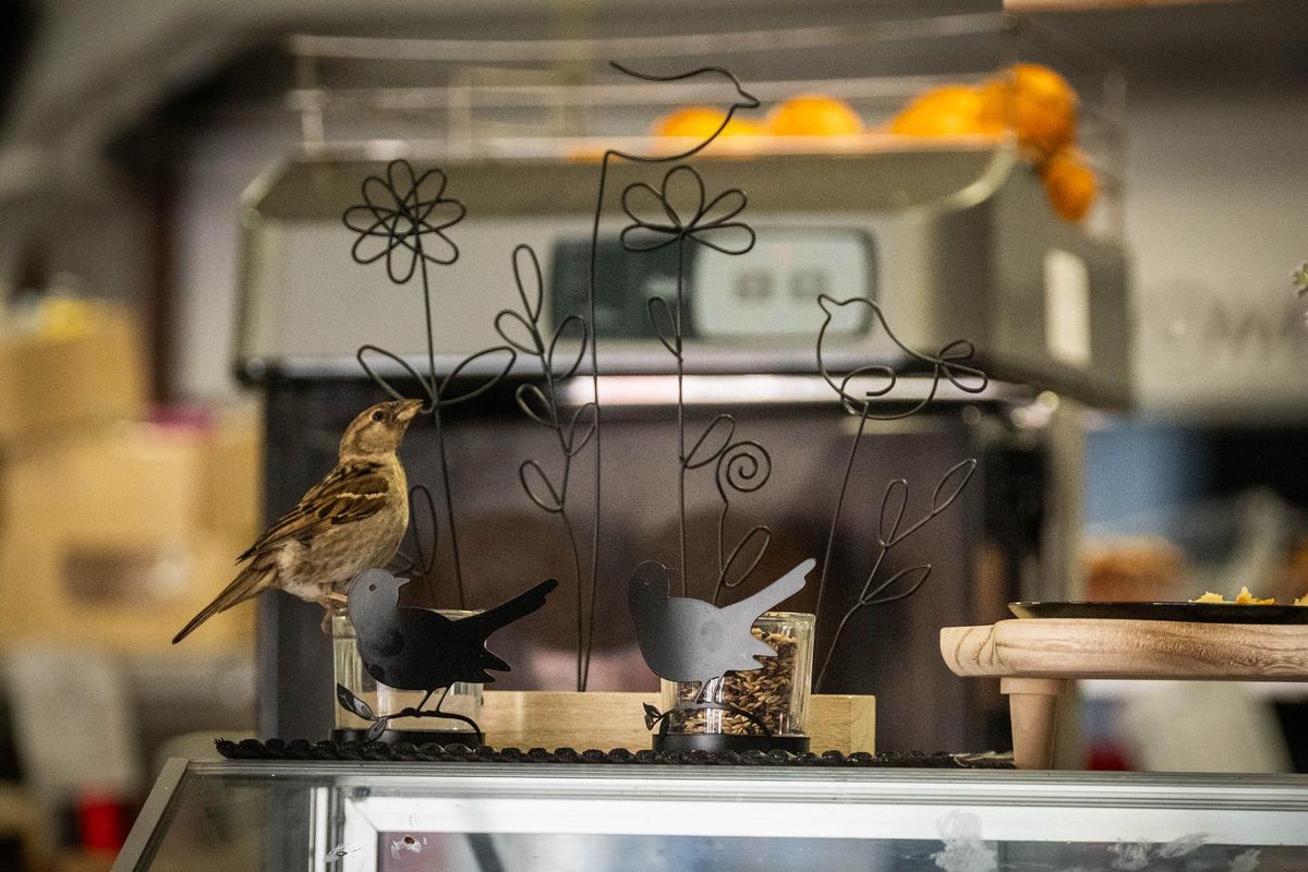 The Heartwarming Tale of the Sparrow Adopted by a Tenerife Bar: Meet Pinolere, a Fan of Sponge Cake