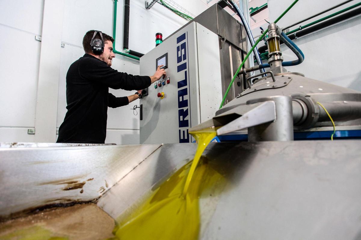 Parte de los molinos de aceite de Castellón  cerrarán sus puertas por la falta de producción